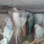 Различни видове птици , снимка 9