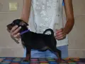 Миниатюрен Пинчер / zwergpinscher, снимка 4