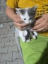 Подарявам малки котенца, снимка 4