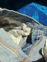 Levi's Premium 501 къси дънки - Размер 24" (XS) - Винтаж стил - Размяна възможна, снимка 9
