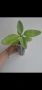 Каланхое, Kalanchoe Magic Bell, снимка 2