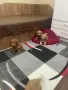 Мини пудел……….., снимка 1