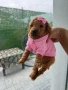 Poodle toy/Пудел той, снимка 3