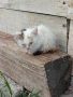 Котенца, снимка 4