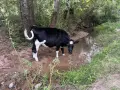 Продават се две женски телета порода Холщайн, снимка 1
