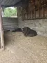 виетнамски прасенца, снимка 4