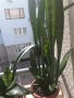 Сансевиера ,висока 70см ,три  корена  , снимка 7