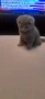 Котенце , шотландско клепоухо, снимка 1