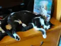 Това котараче чака своето семейство, снимка 7
