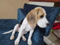 Продавам куче бигъл , снимка 2