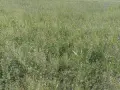 Бали люцерна. ечемичена слама със зърно , снимка 2