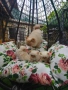 Персийски котенца Крем Пойнт (Хималайски), снимка 8