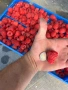 Разсад малини, снимка 5