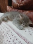 Продавам персийски женски котета, снимка 8