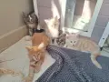 Котенца Мейн Куун , снимка 4