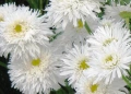 Продавам разсад на цветя Маргарита бяла българска, снимка 5