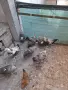 Катунски кокошки, снимка 1
