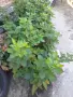 продавам разсад къпини, снимка 4