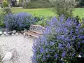 Caryopteris ‘Heavenly Blue'(Кариоптерис ‘Небесносин’), снимка 2