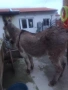 Продавам Женско Магаре , снимка 5