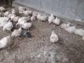 Кокошки  бройлери, снимка 3