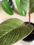 Philodendron Pink Birkin , снимка 4