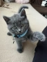 Мъжко шотландско правоухо коте, снимка 2
