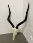 Трофей от африканска импала, снимка 1