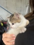 Подарявам малки котенца, снимка 3