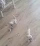 Чихуахуа момичета!, снимка 6