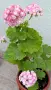 Сортово мушкато Pelargonium Appleblossom rosebud, снимка 2