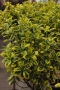 Евонимус Ауреа, Euonymus Japonica Aurea, снимка 2