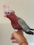 Ръчно хранено Розово Какаду, снимка 4