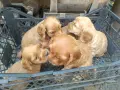 кокер шпаньол чистокръвни , снимка 3