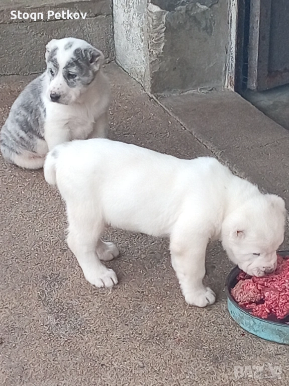 Малки алабайчета, снимка 1