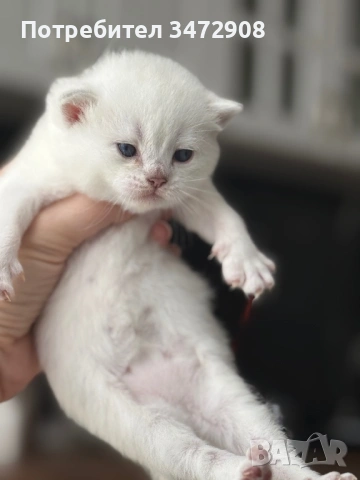 Британски коларпоинт котета, снимка 6 - Британска късокосместа - 54242100