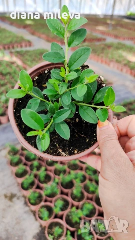 Котонеастър Дамери Мажор, Cotoneaster Dammeri Major, снимка 8 - Градински цветя и растения - 55283660