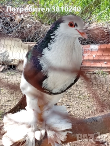 Блондинети , стандартни ардезио пощенски гълъби и още, снимка 9 - Гълъби - 54192620