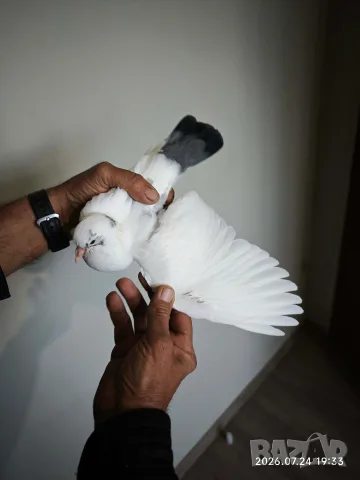 Продавам Гълъба 🕊️, снимка 3 - Гълъби - 55482250