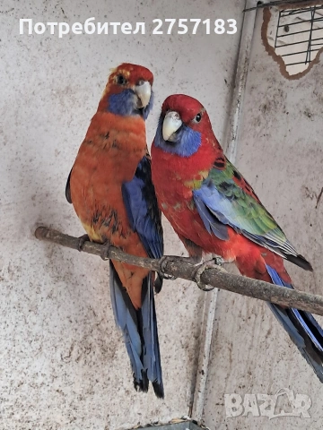 продавам пенантови розели, снимка 3 - Папагали - 54003203