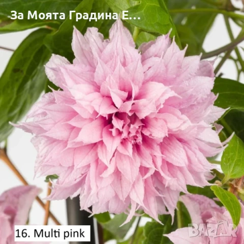 Клематис 33 вида , снимка 15 - Градински цветя и растения - 54019855