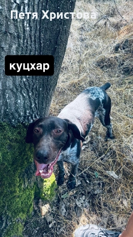 Продавам кучета за гъби