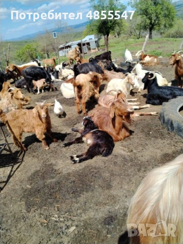 Продавам Кози и ярета