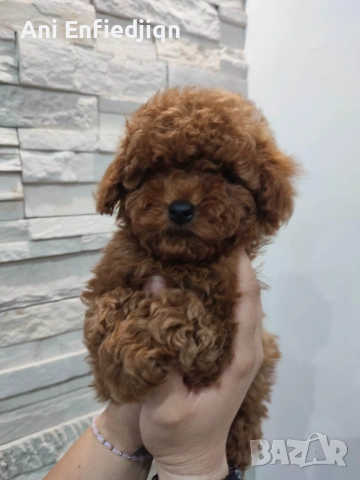 Пудел Той/Poodle Toy, снимка 3 - Пудели - 54553093