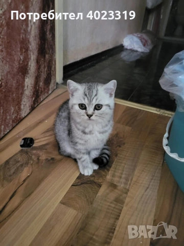 Продавам чистокръвни британци, снимка 2 - Британска късокосместа - 54802955