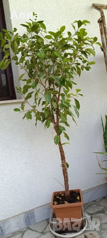 Фикус Бенджамин Microcarpa, височина 145-135см, снимка 4 - Стайни растения - 54500156