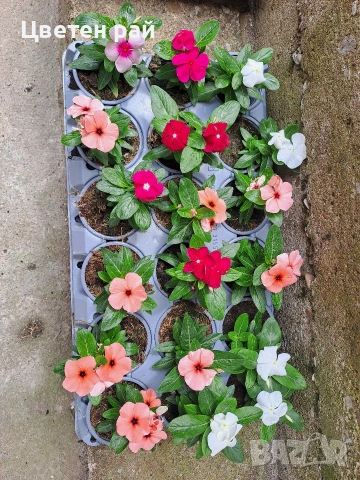 Няколко цвята винка, снимка 7 - Градински цветя и растения - 54776130