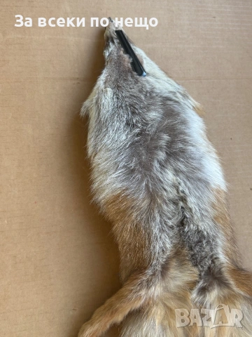 Препарирана лисица, снимка 14 - Други - 54350684