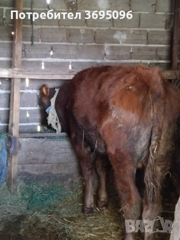 Prodavam 2 teleta , снимка 3 - Крави - 54270430