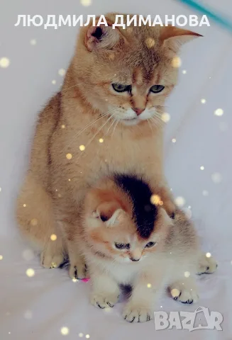 Шотландско мъжко Скоттиш Фолд. , снимка 11 - Британска късокосместа - 55413956